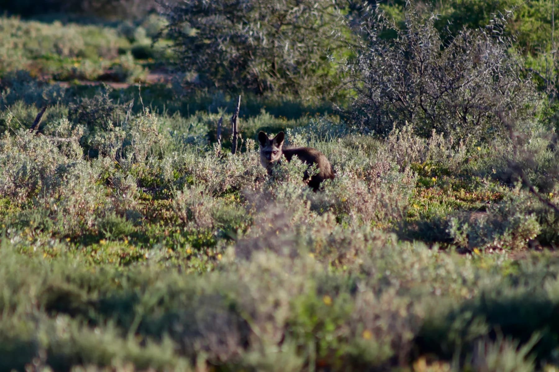 A fox with large dark ears among the Karoo scrub